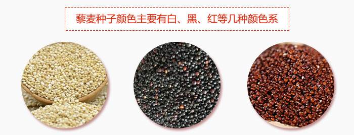 藜麥種子顏色主要有白、黑、紅等幾種顏色系，營養(yǎng)成分相差不大，其中白色口感好，黑、紅色口感相對差些，籽粒也較小。