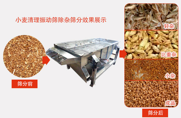 小麥清理振動篩小麥篩分效果展示圖可同時篩分出輕雜,比重雜,小雜,成品等四個等級。